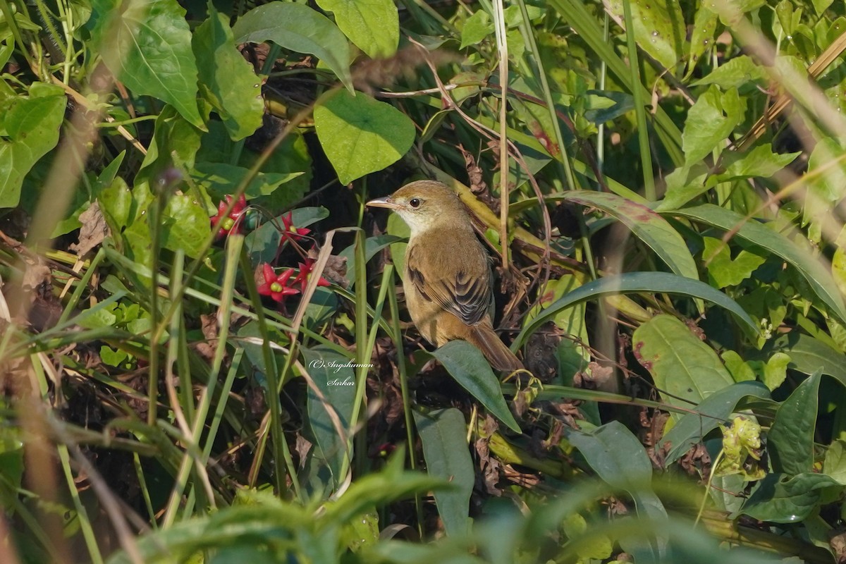 Очеретянка товстодзьоба - ML646129597