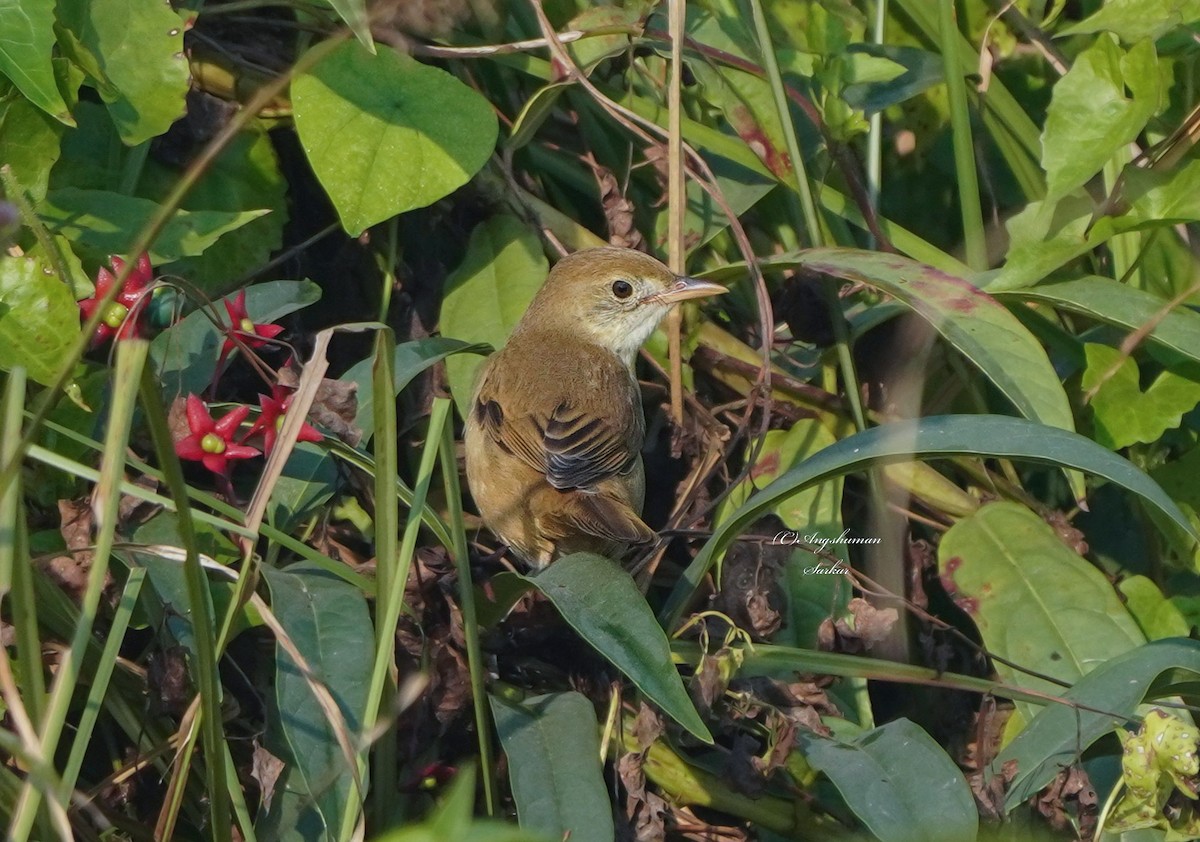 Очеретянка товстодзьоба - ML646129598