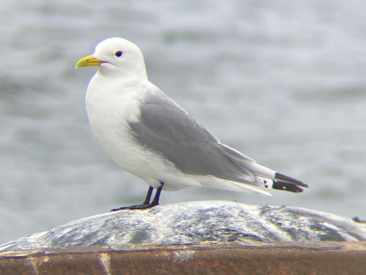 三趾鷗 - ML646129600