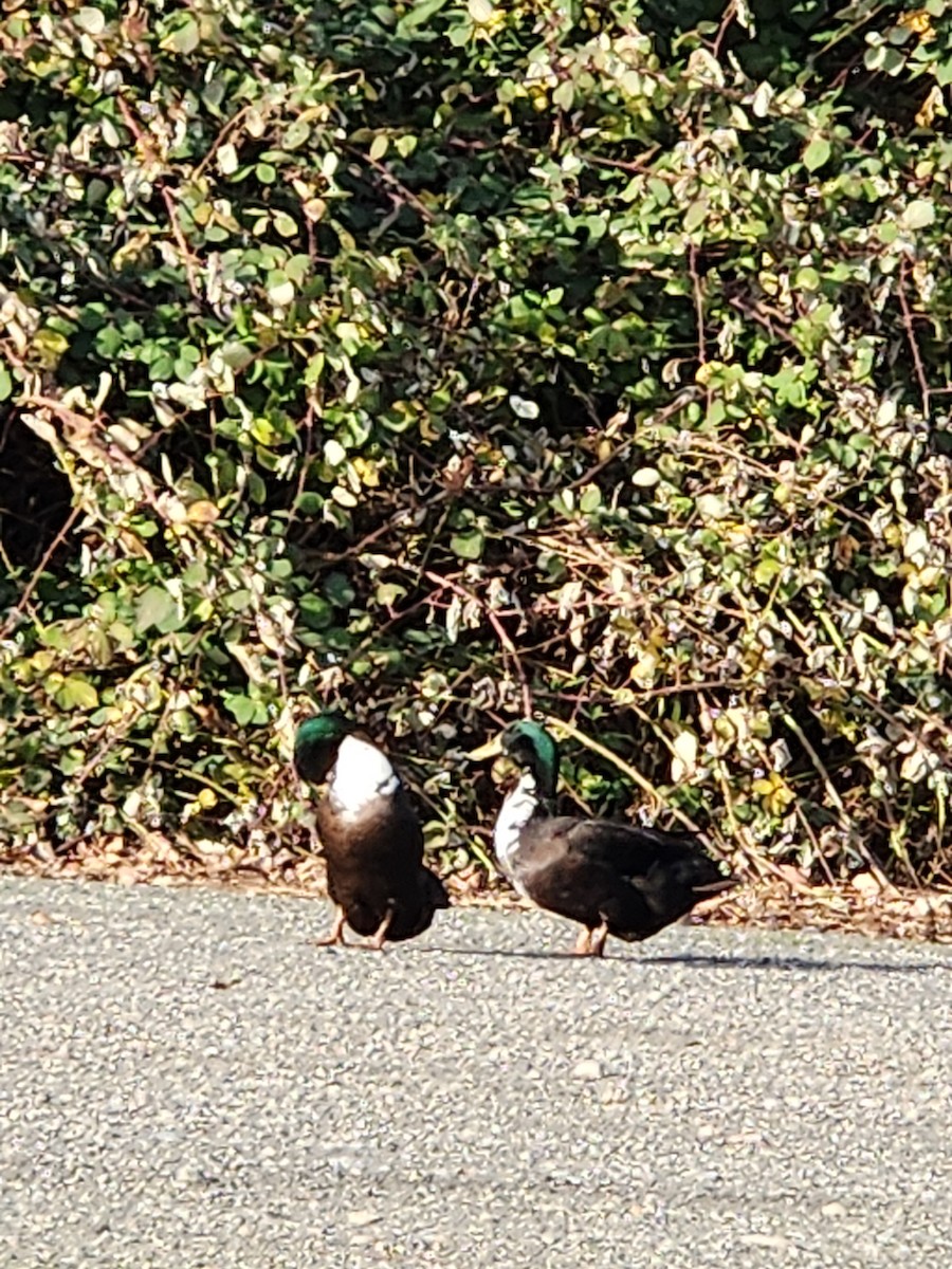 Mallard (Domestic type) - ML646129601