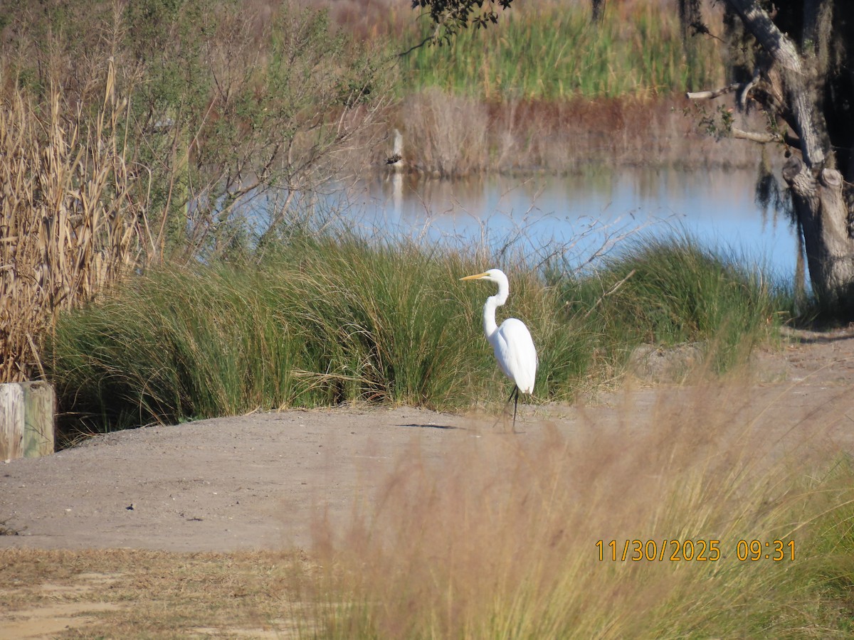 Great Egret - ML646129602