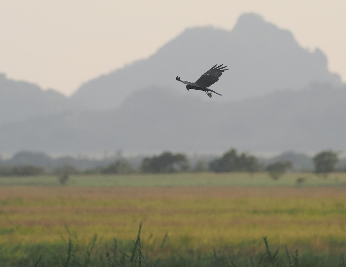 Long-winged Harrier - ML646129608