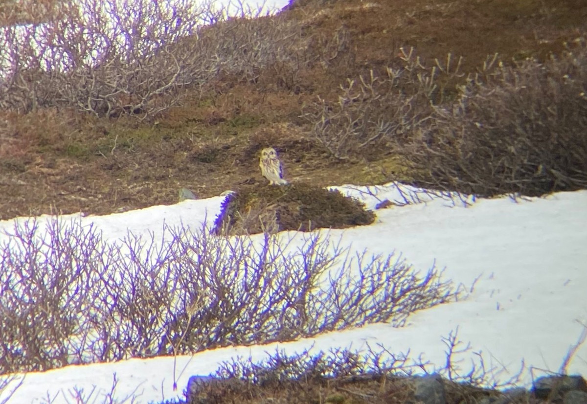 Zingira-hontza - ML646129609