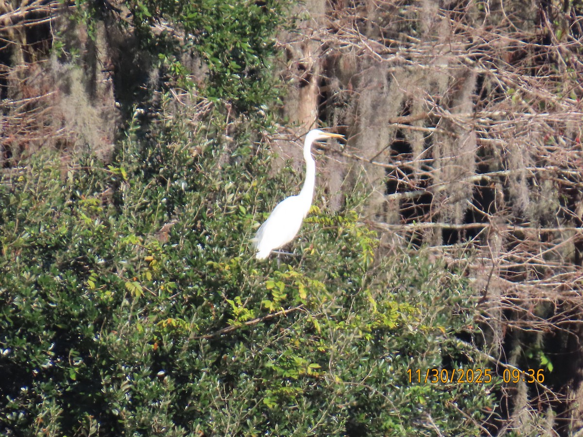 Koartza zuria - ML646129610