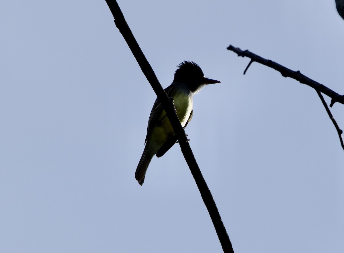 Brown-crested Flycatcher - ML646129611