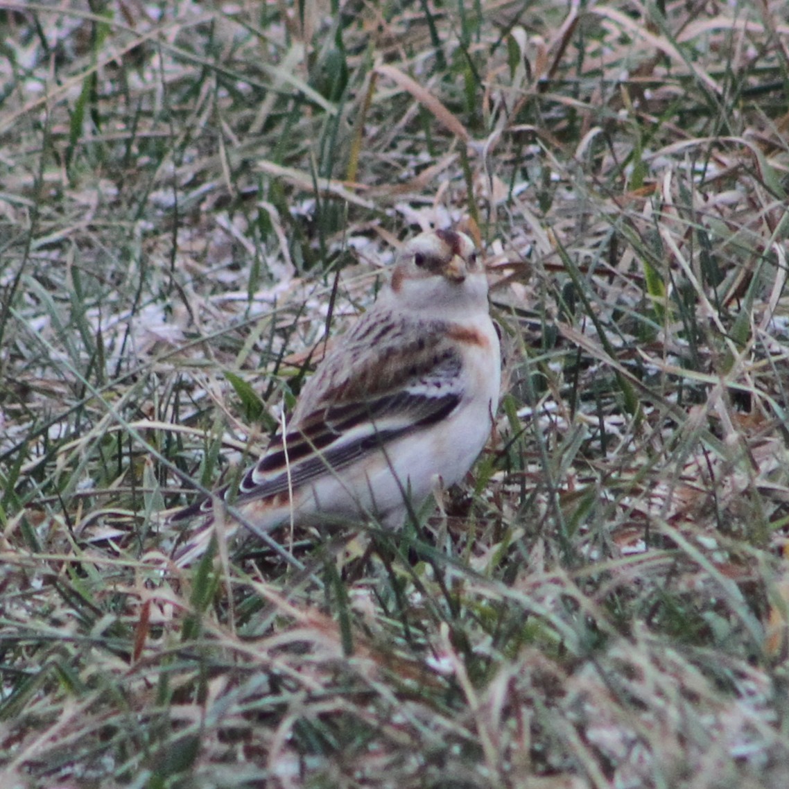 Elur-berdantza - ML646129612