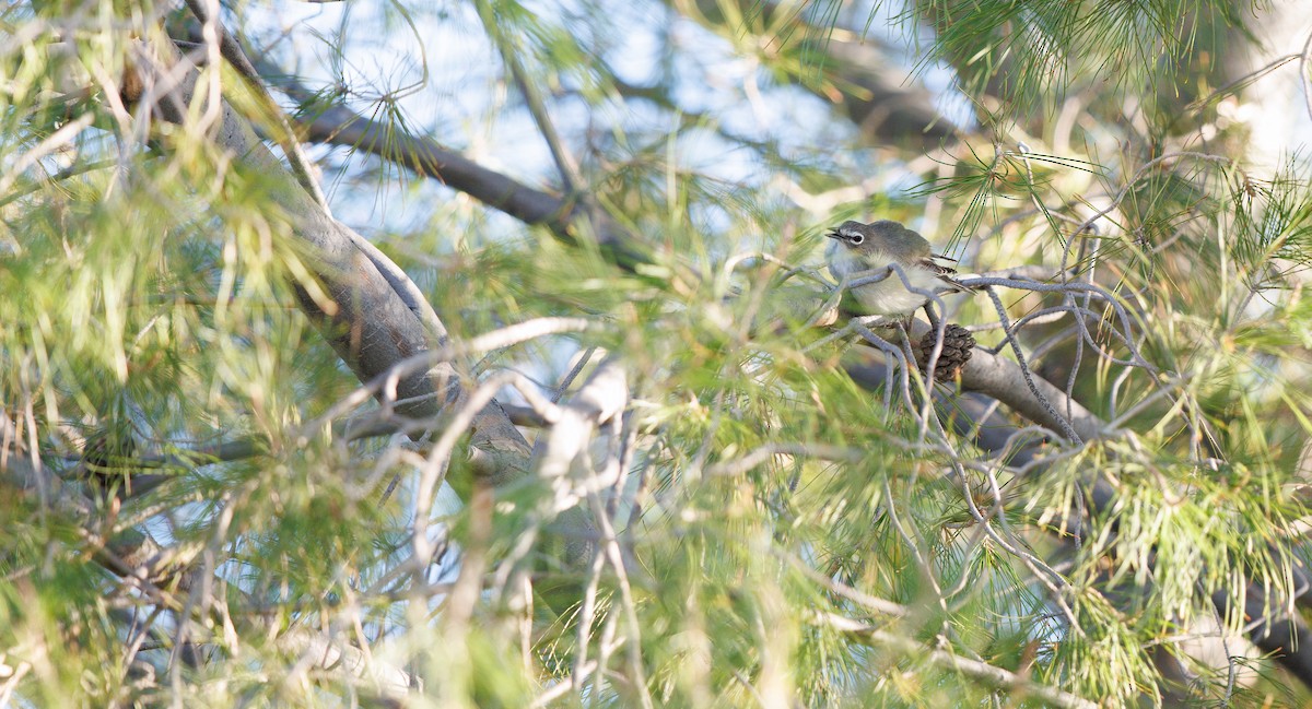 Plumbeous Vireo - ML646129613