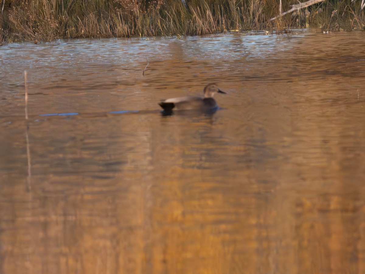 Ipar-ahatea - ML646129617