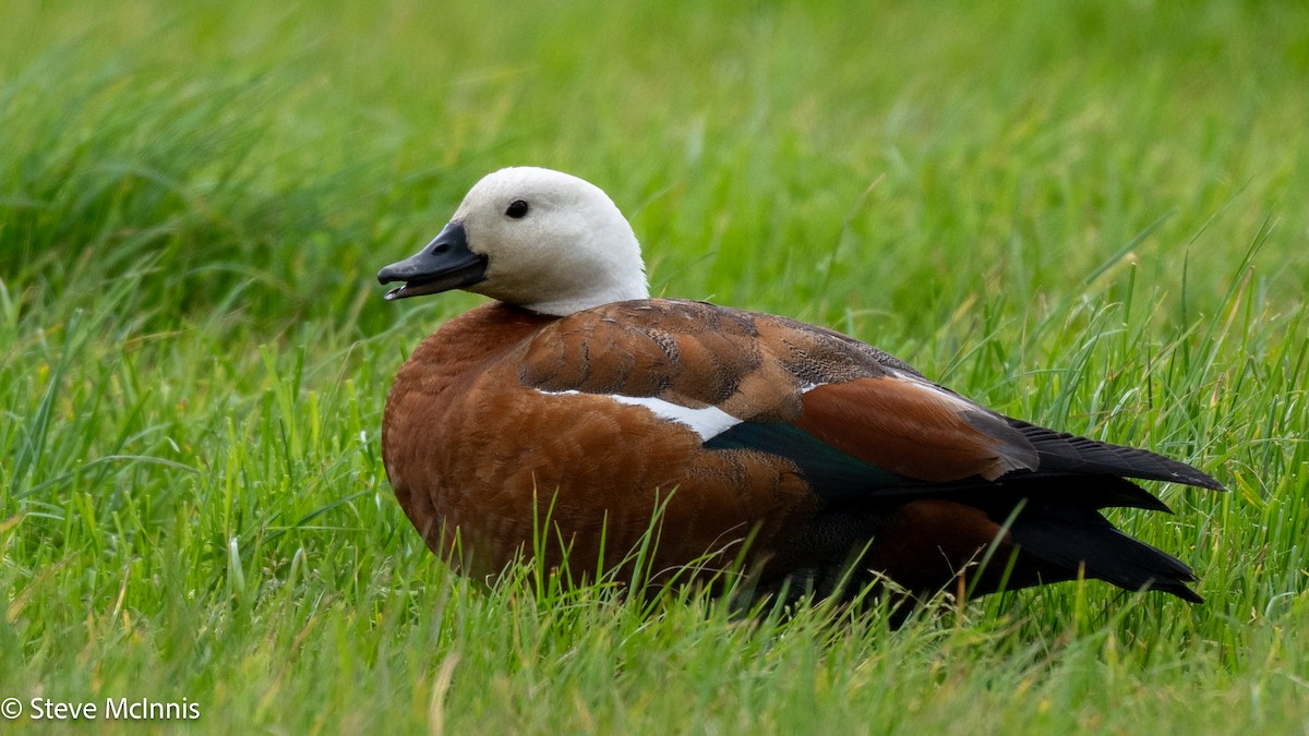 Paita maoria - ML646129618