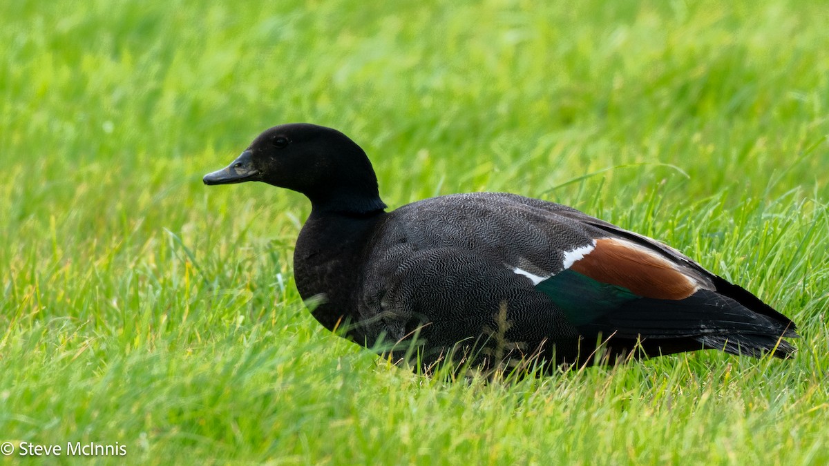 Paita maoria - ML646129619