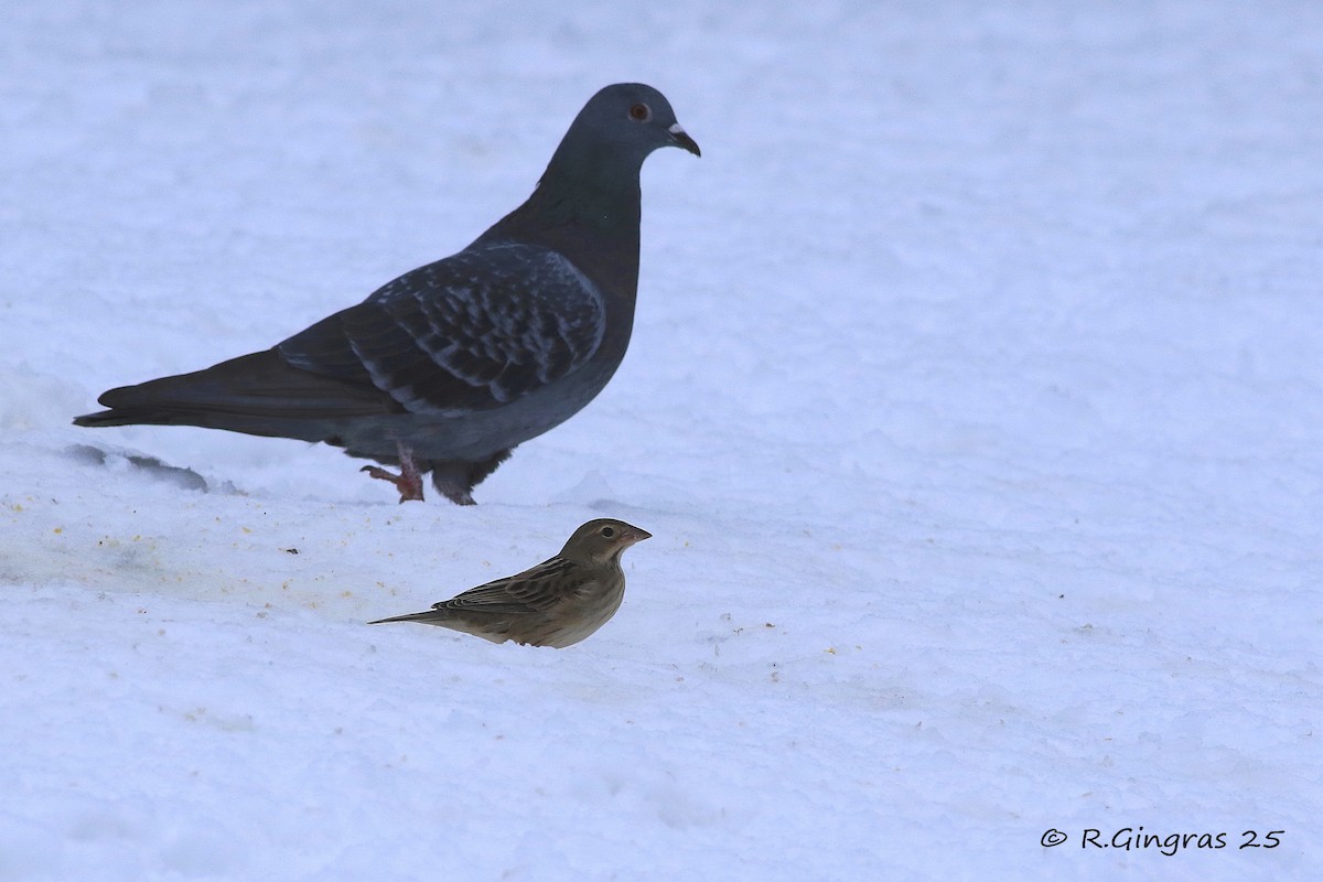 Dickcissel - ML646129620