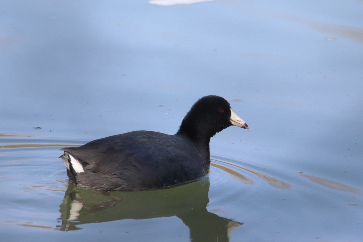 Kopetazuri amerikarra - ML646129621