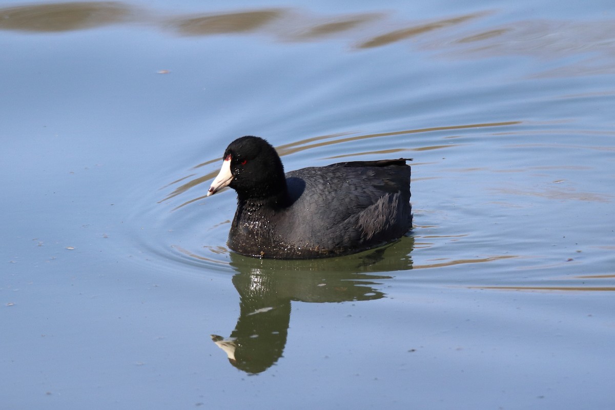 Kopetazuri amerikarra - ML646129622