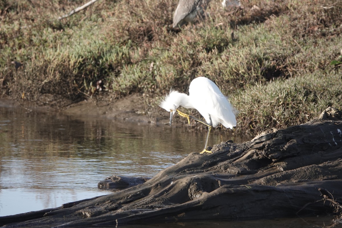 Snowy Egret - ML646129624