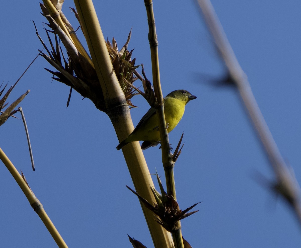 Thick-billed Euphonia - ML646129626