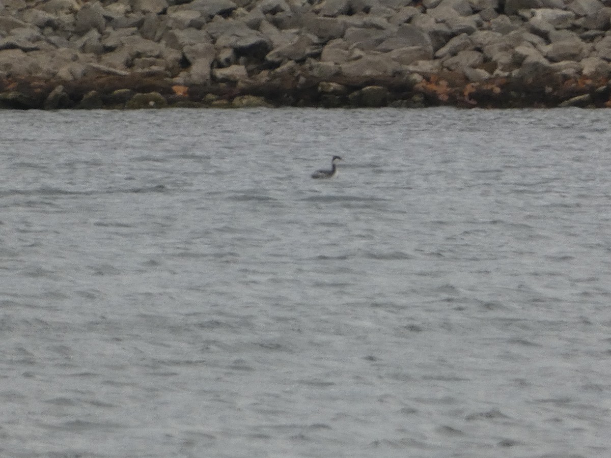 Txilinporta urrebelarria - ML646129627