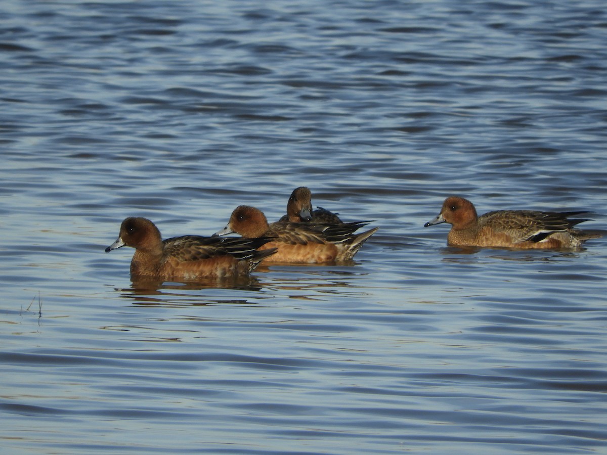 Ahate txistulari eurasiarra - ML646129628