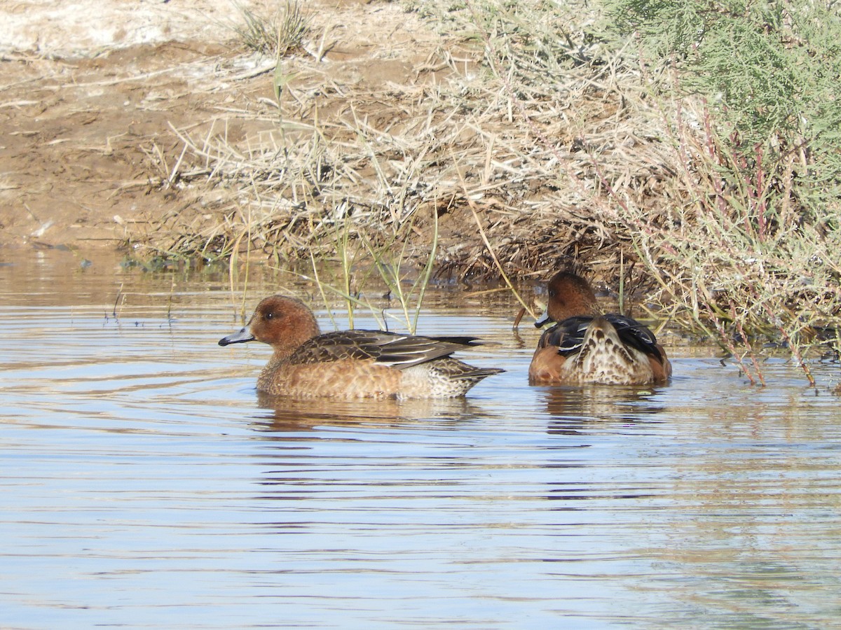 Ahate txistulari eurasiarra - ML646129632