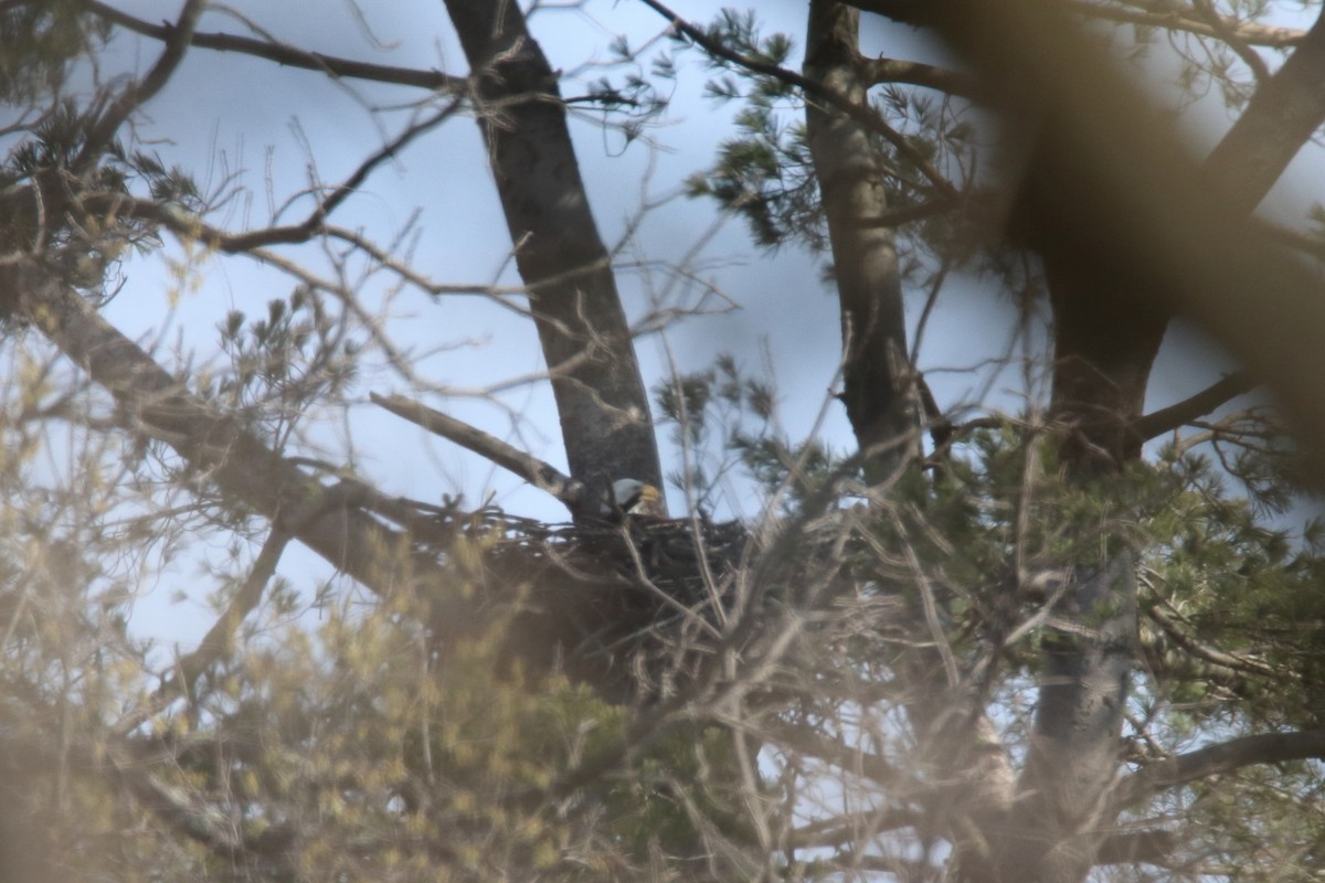 Itsas arrano buruzuria - ML646129633