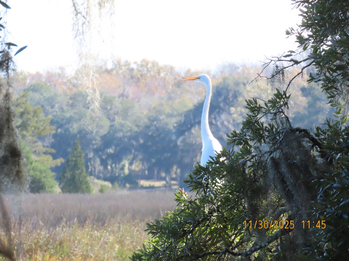 Koartza zuria - ML646129634