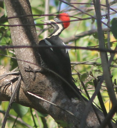 Lineated Woodpecker - ML646129635