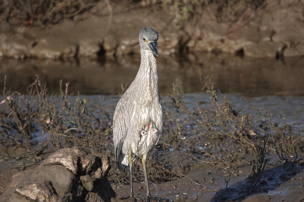 Yellow-crowned Night Heron - ML646129637