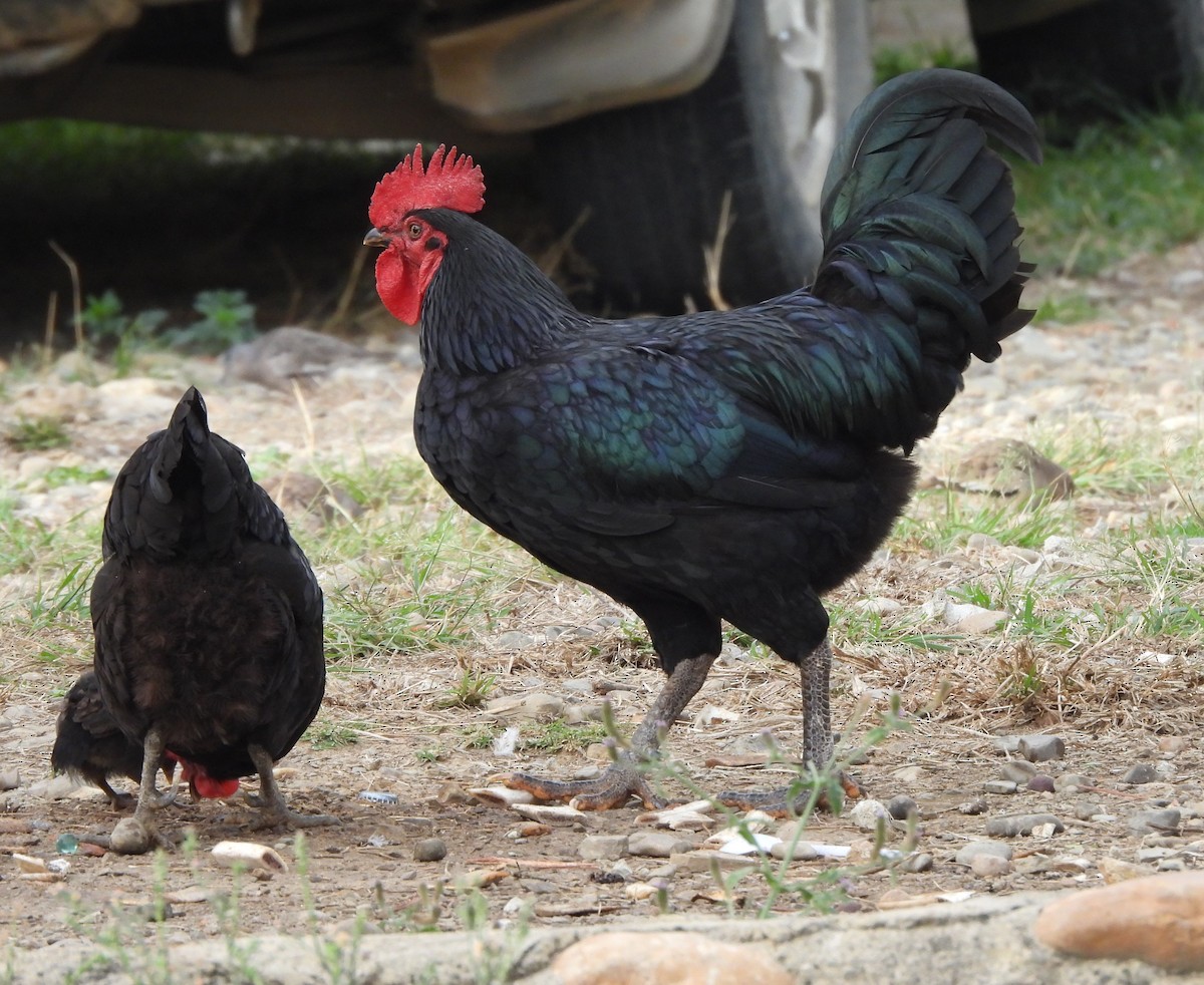 Animals - ML646129639