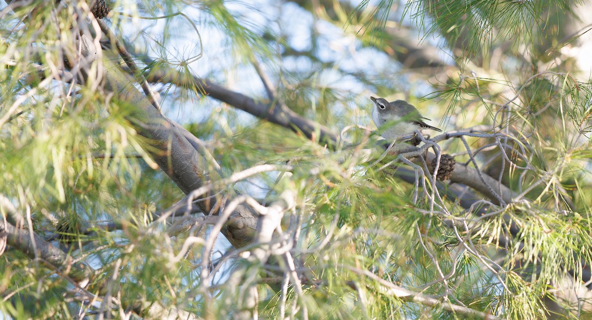 Plumbeous Vireo - ML646129640