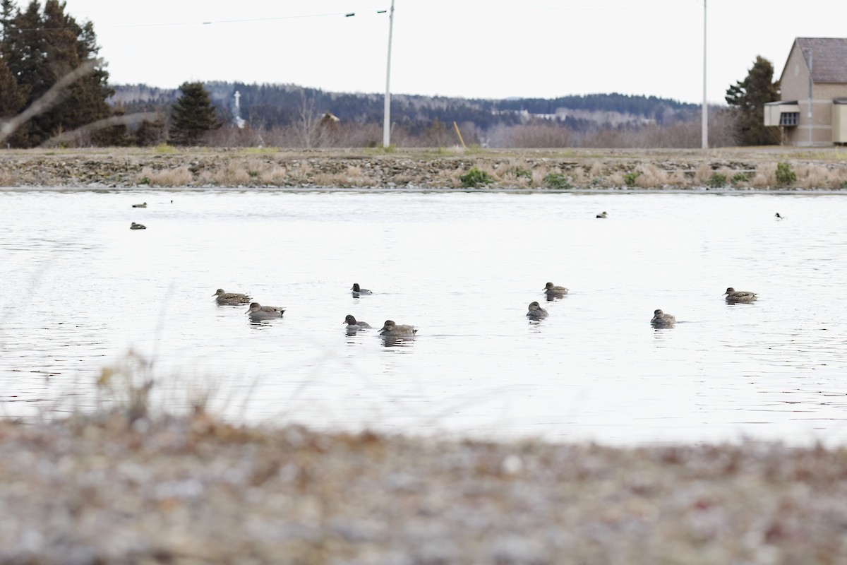 Gadwall - ML646129641