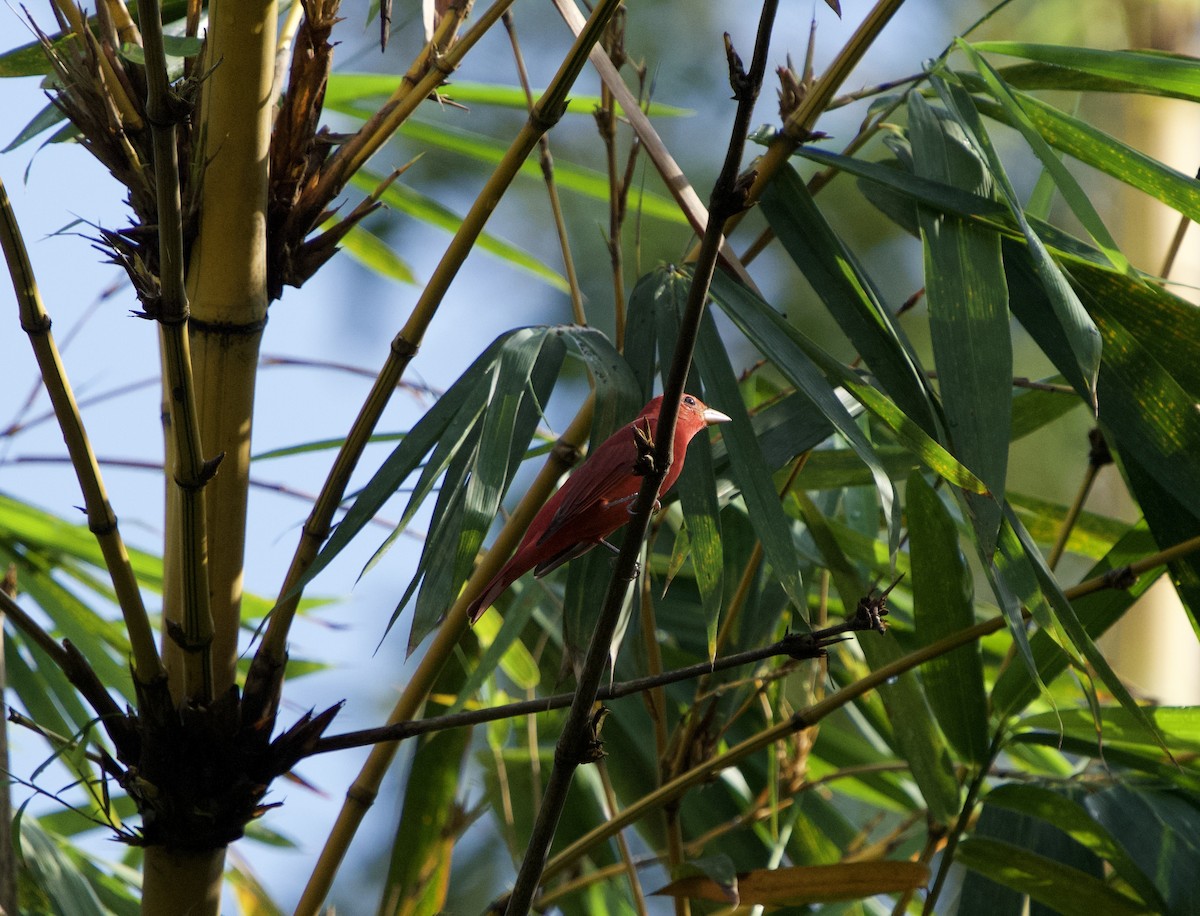 Piranga gorria - ML646129642