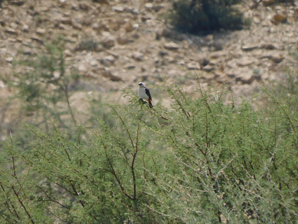 White-headed Buffalo-Weaver - ML646129643