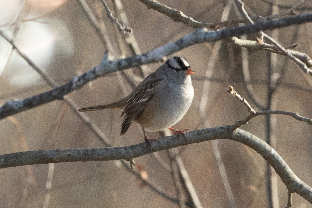 White-crowned Sparrow (Dark-lored) - ML646129649