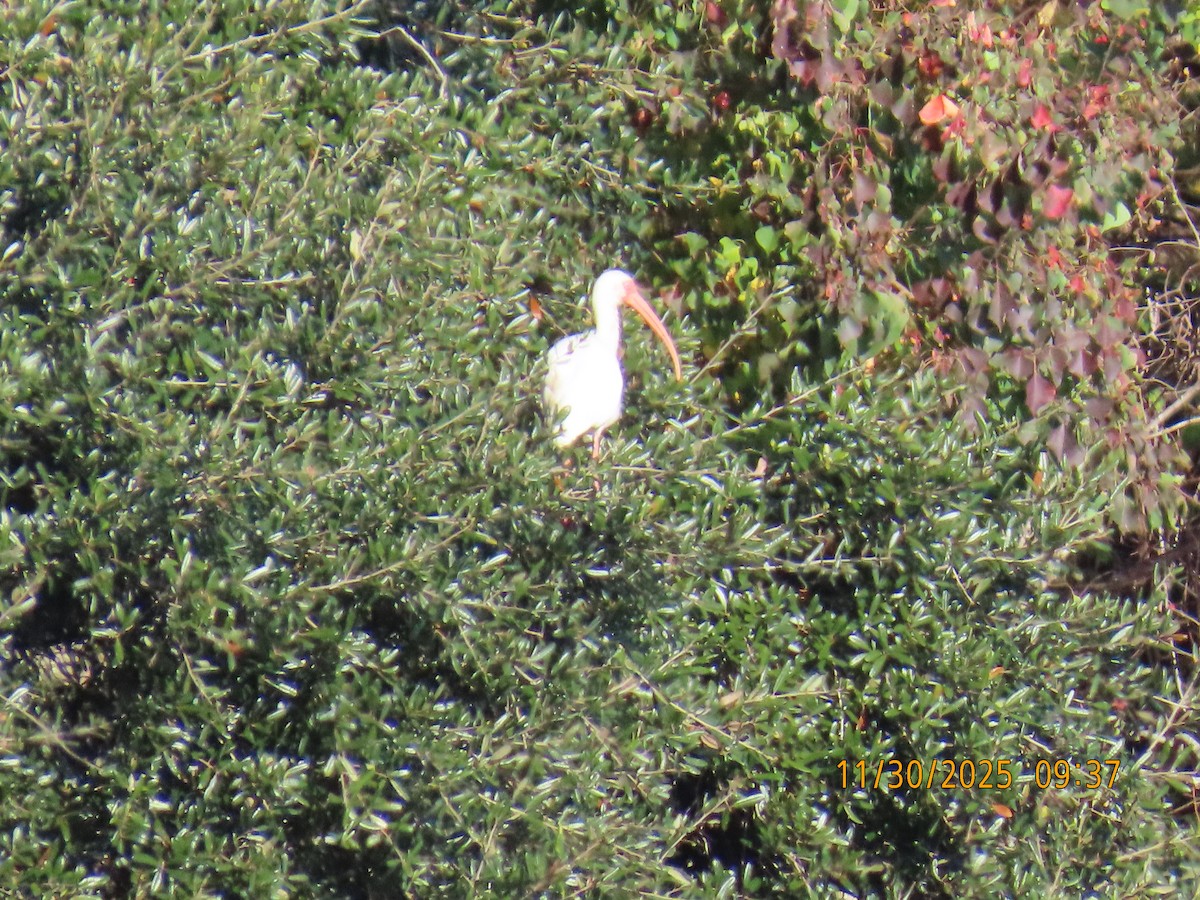 Ibis zuria - ML646129651