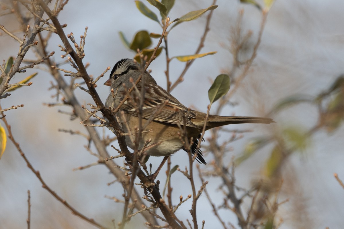 White-crowned Sparrow (Dark-lored) - ML646129652