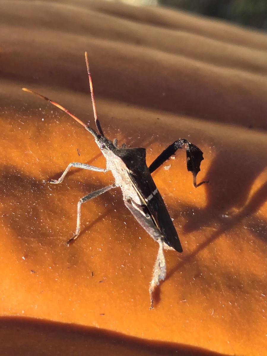 Eastern Leaf-footed Bug - ML646129653