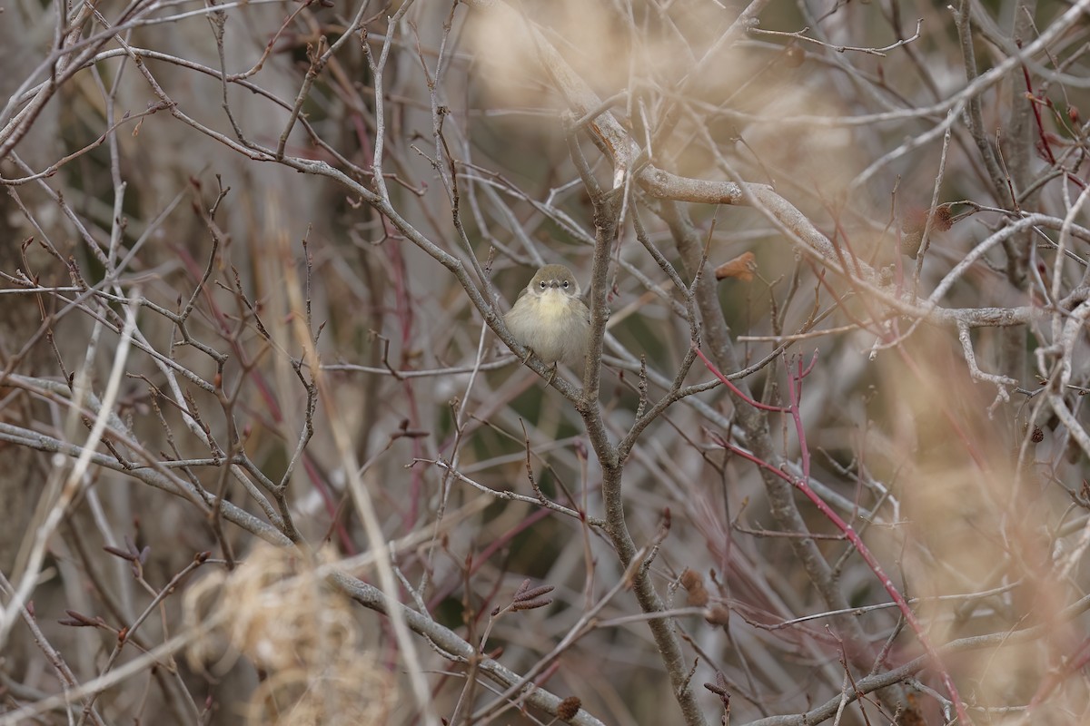 Pine Warbler - ML646129654