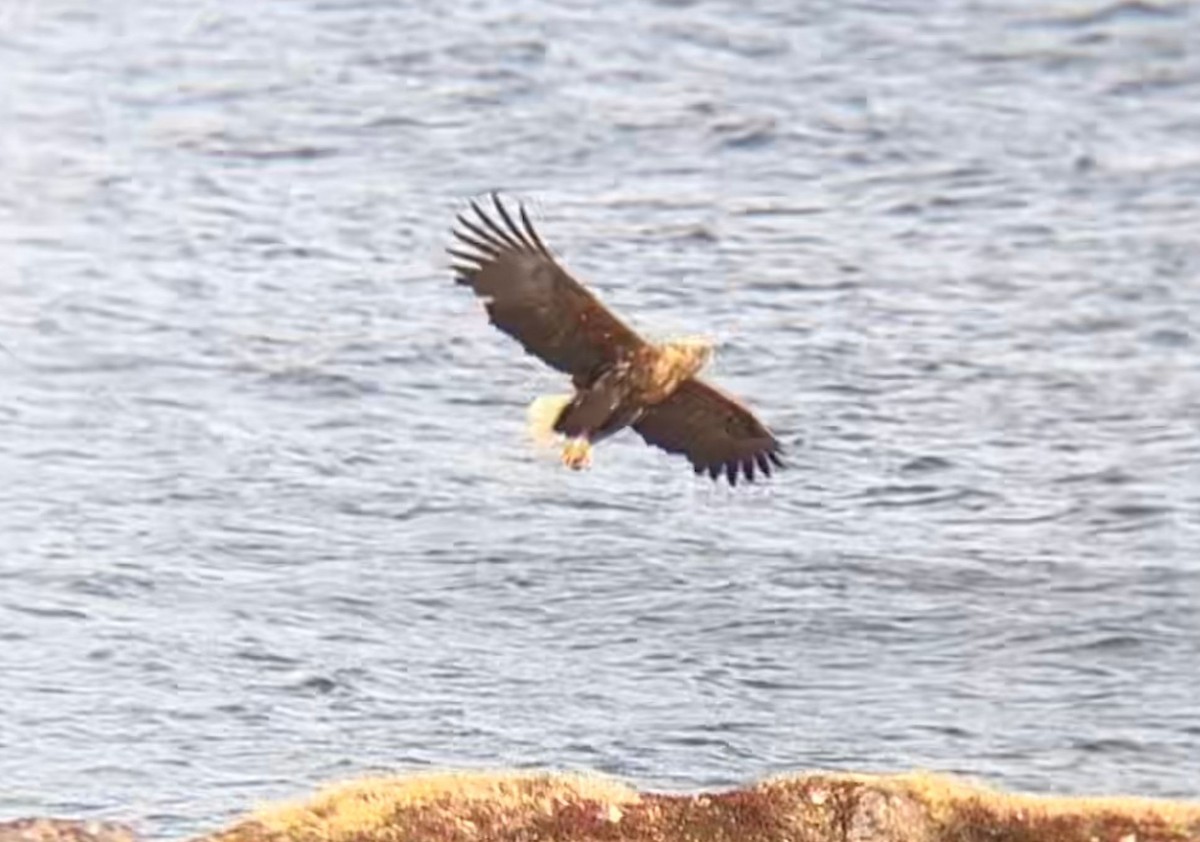 白尾海鵰 - ML646129661