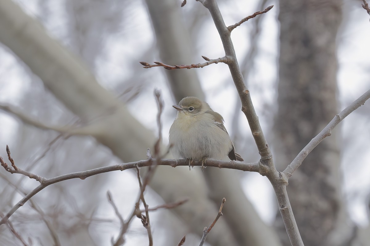 Pine Warbler - ML646129662