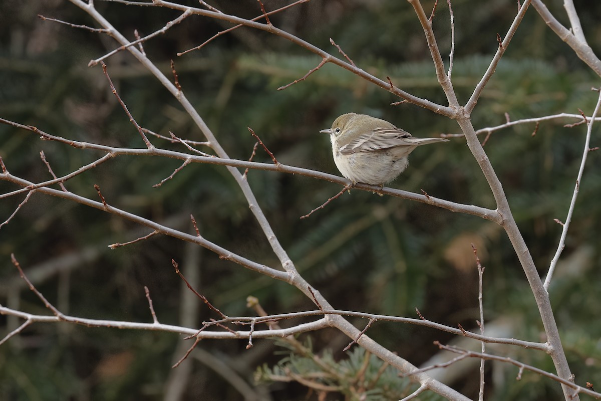 Pine Warbler - ML646129668