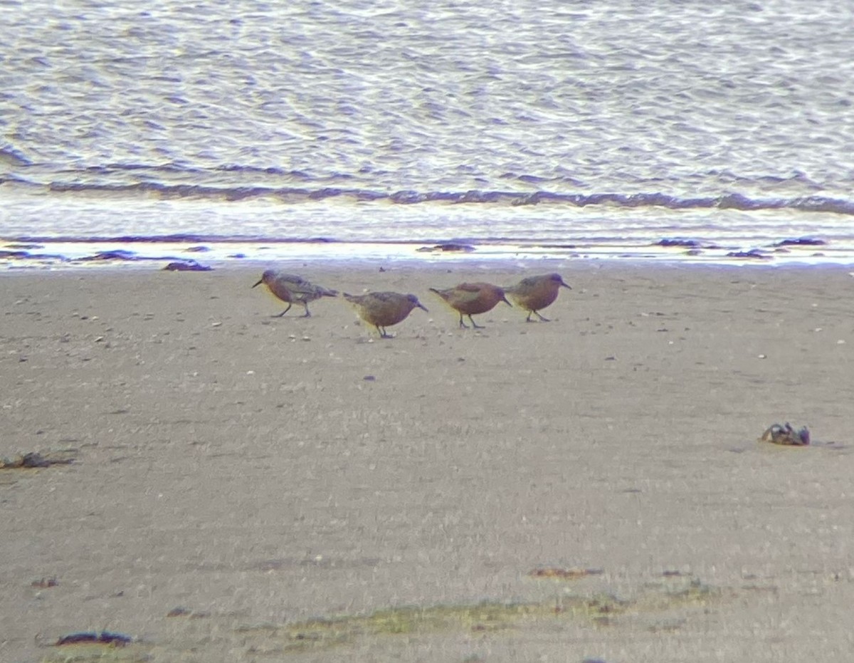 Red Knot - ML646129670