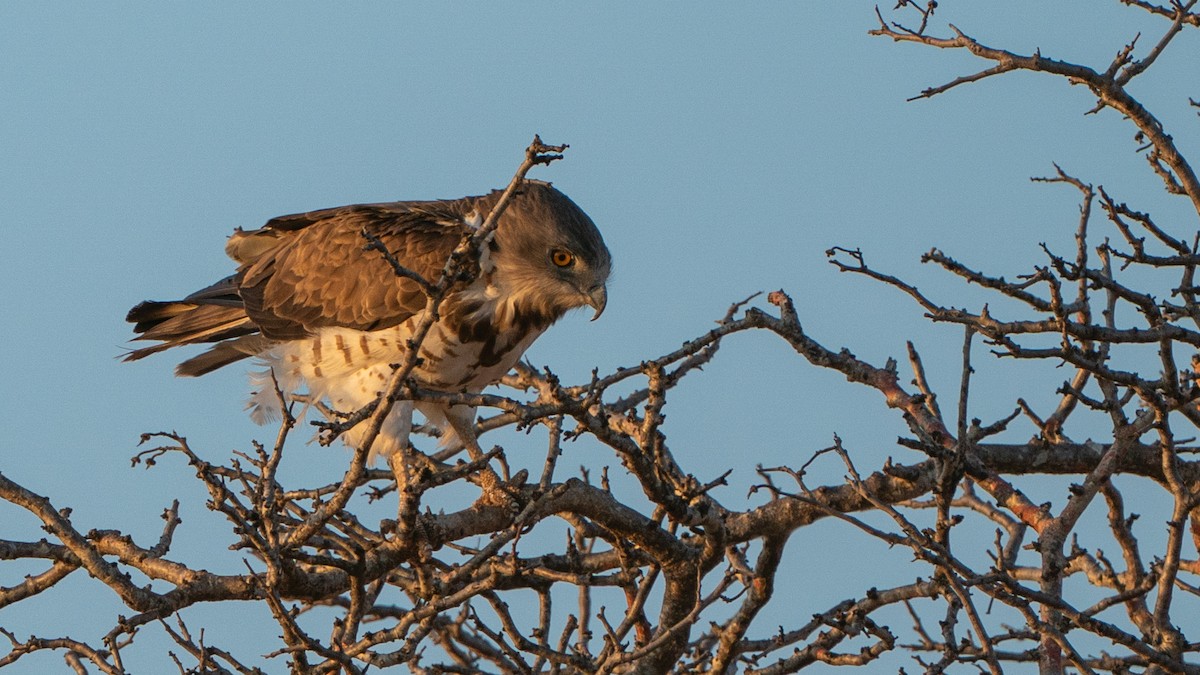 Schwarzbrust-Schlangenadler - ML646129674