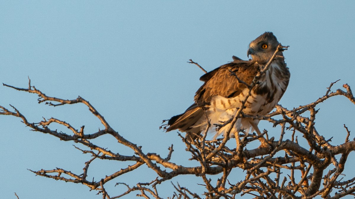 Schwarzbrust-Schlangenadler - ML646129675