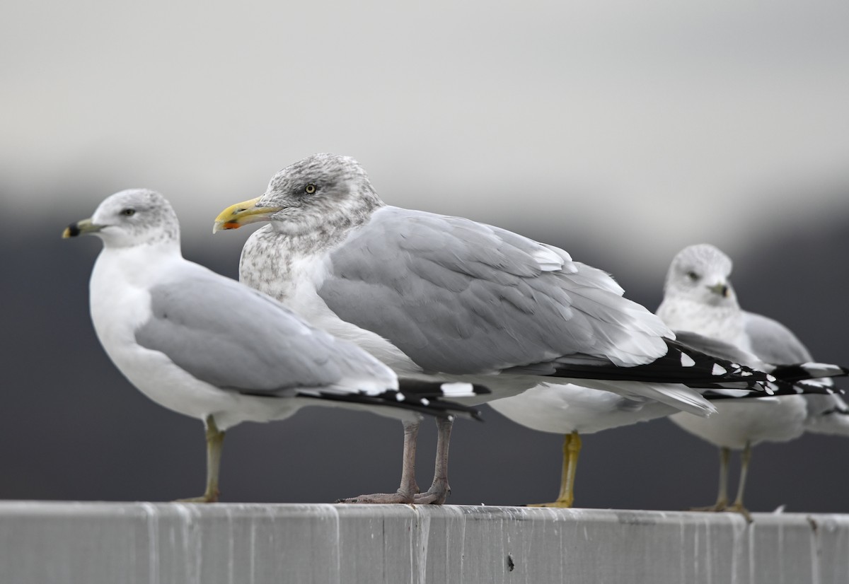 American Herring Gull - ML646129676