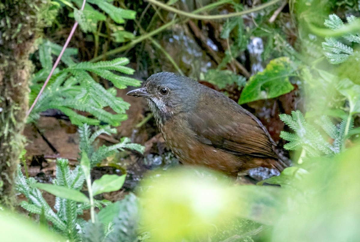 Moustached Antpitta - ML646129678