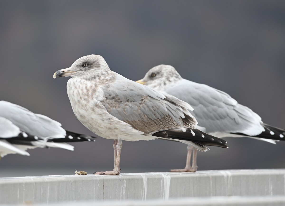 American Herring Gull - ML646129679