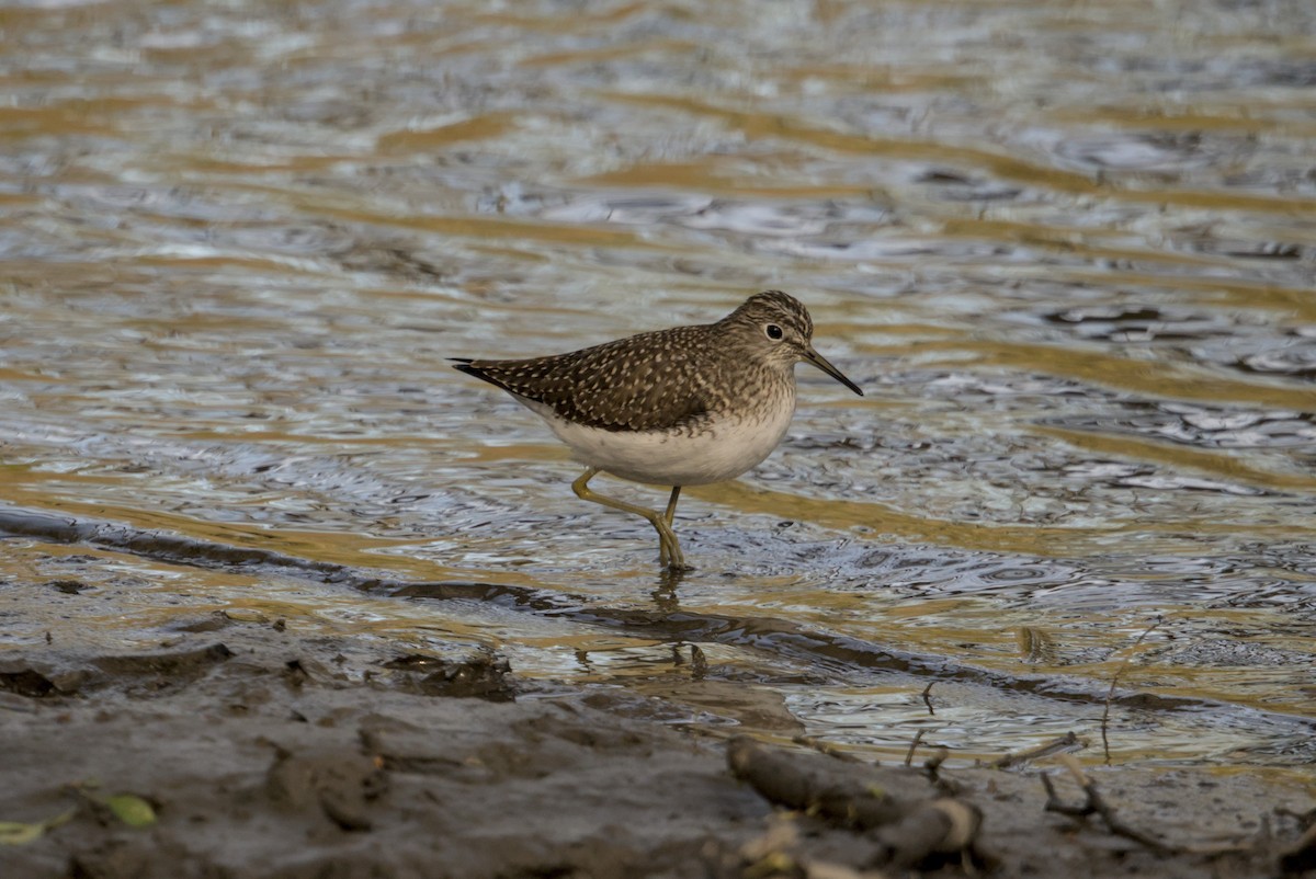 Solitary Sandpiper - ML646129681