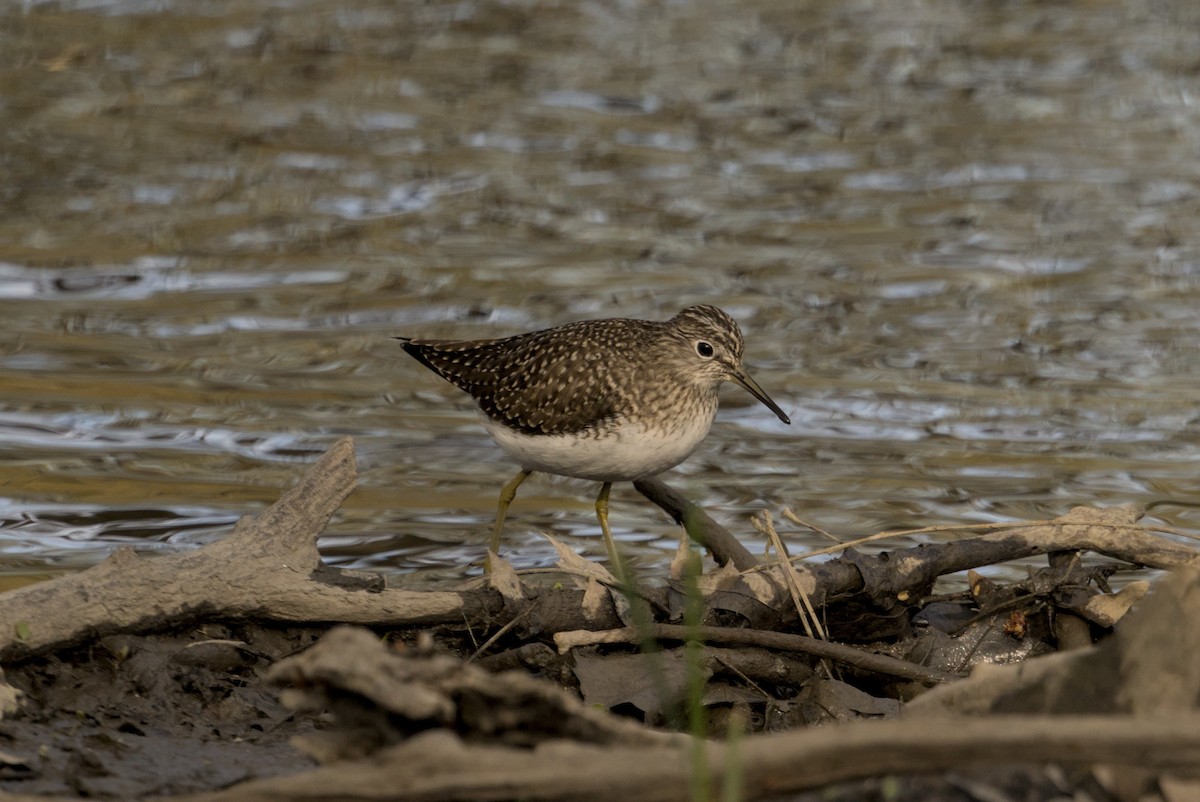 Solitary Sandpiper - ML646129682