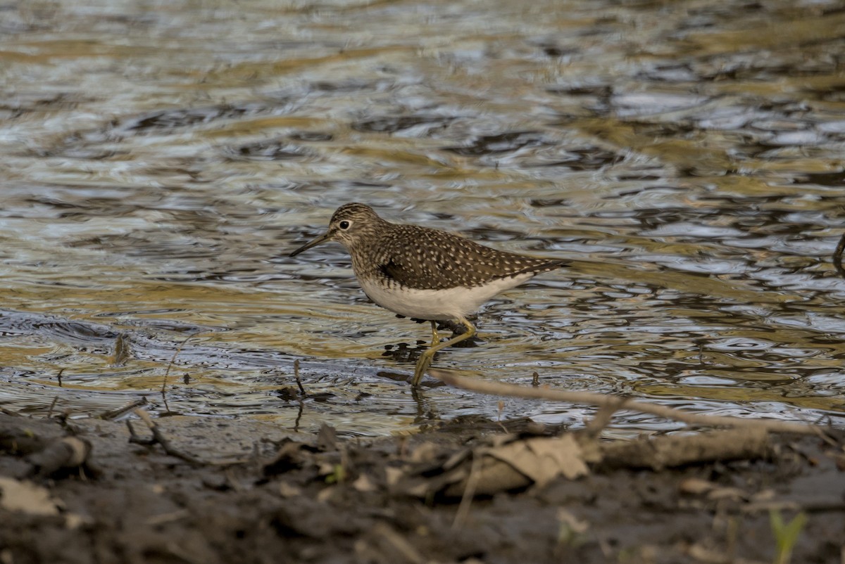 Solitary Sandpiper - ML646129683