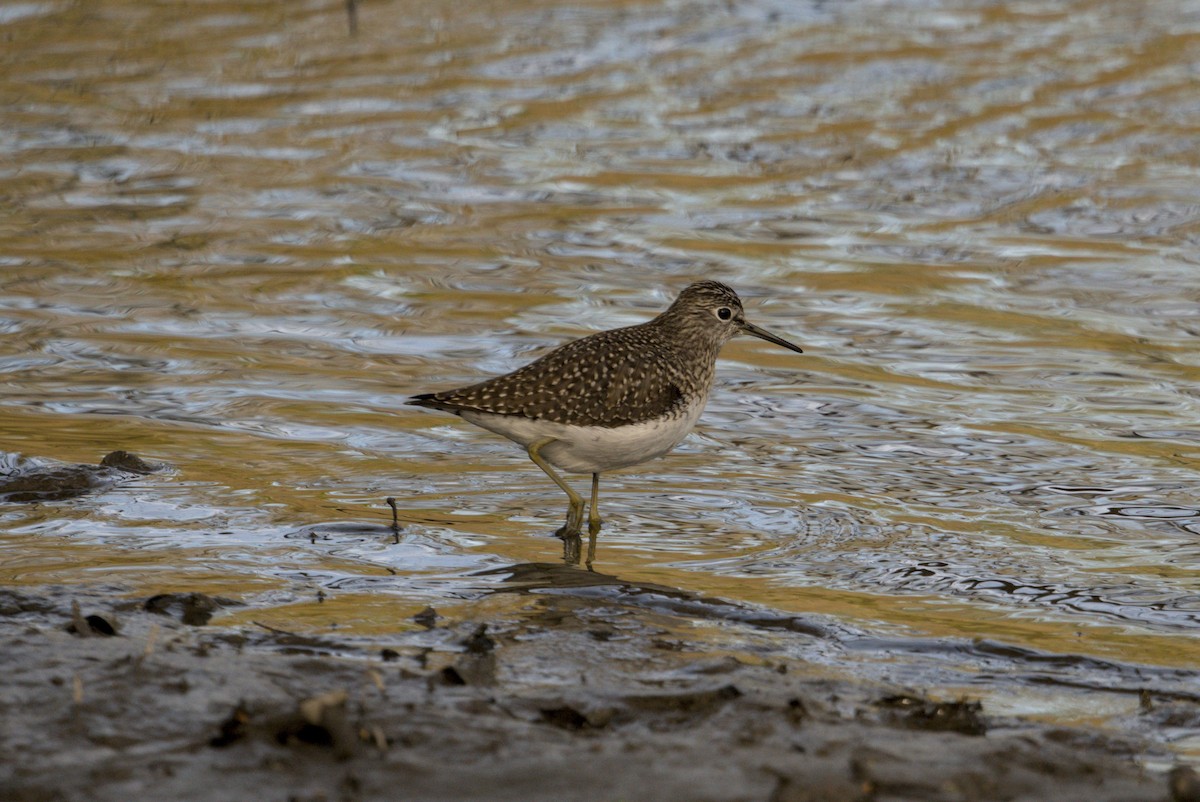 Solitary Sandpiper - ML646129684