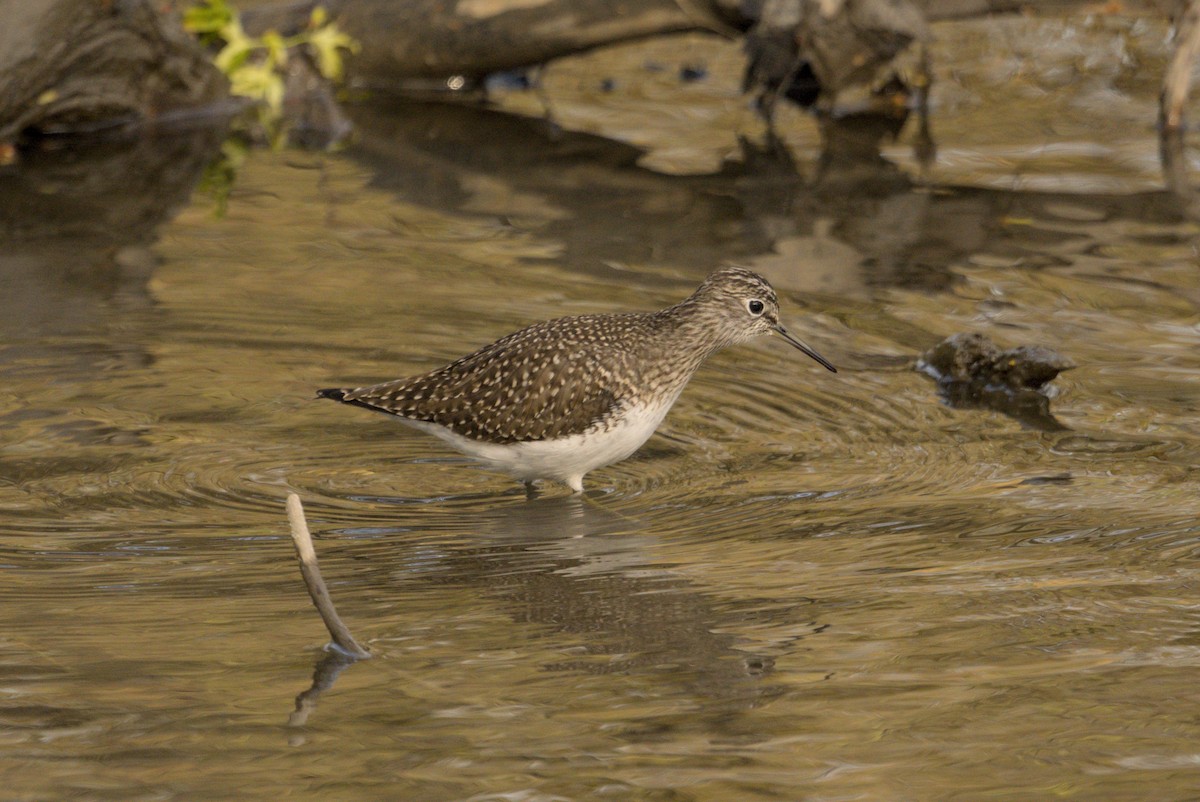 Solitary Sandpiper - ML646129685